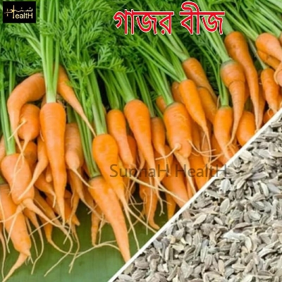 Picture of Carrot 150 pcs Seed Hybrid France