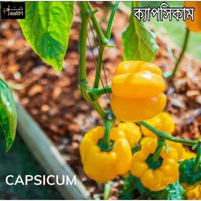 Picture of Capsicum Seeds/Multicolor/Orange/Green/Violet/Yellow - 15pcs