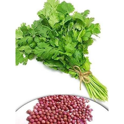 Picture of Dhoniya Pata Hybrid Seed 10 gm