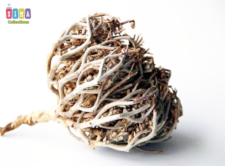 Picture of Maryam Flower- মরিয়ম ফুল - Multicolor