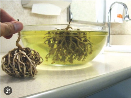 Picture of Maryam Flower- মরিয়ম ফুল - Multicolor