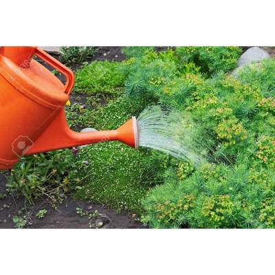 Picture of Plastic garden watering can 10 L