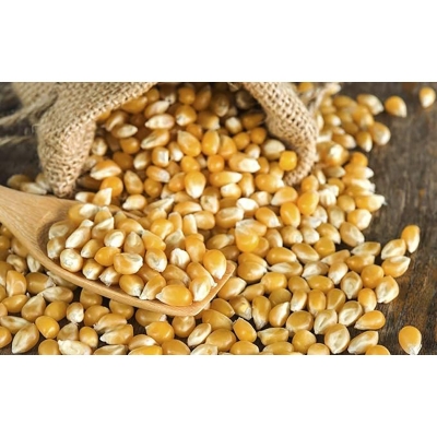 Picture of Popcorn (Bhutta)- 500 gm
