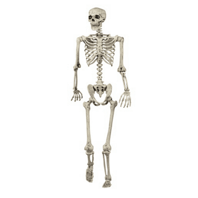 Picture of Human Skeleton 5 Feet Indian Plastic Skeleton