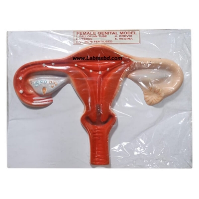 Picture of Female Genital Model for Anatomical Education