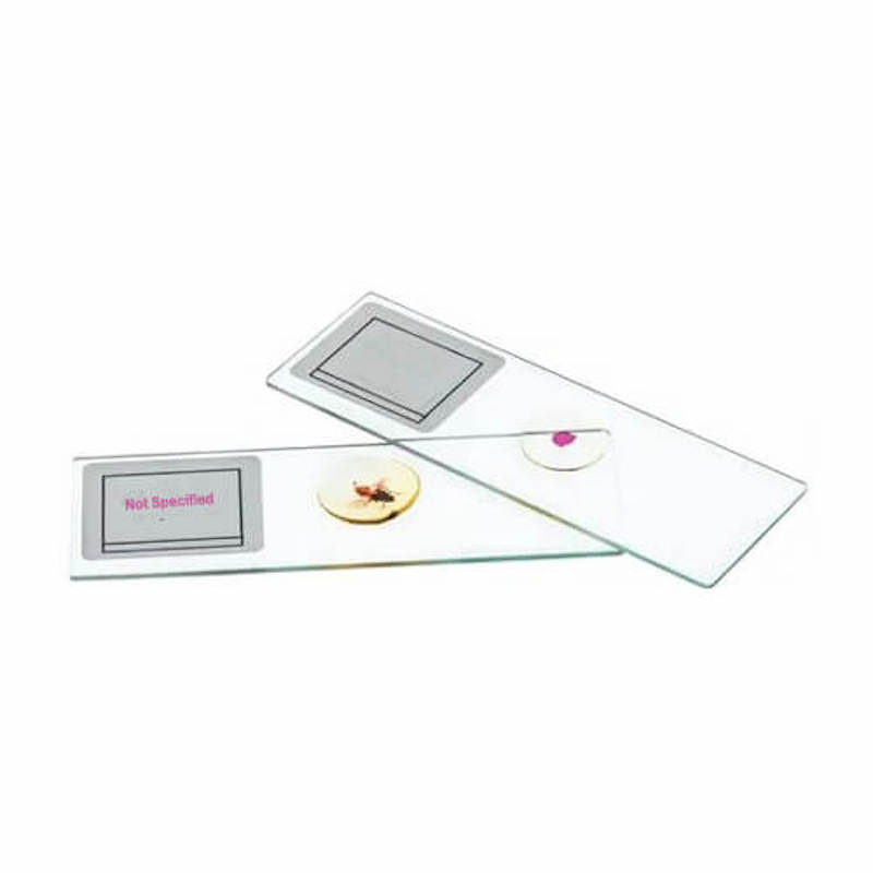 Picture of Permanent Slide (Specimen)