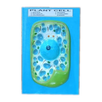 Picture of Model of Plant Cell on Board