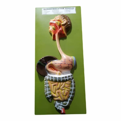 Picture of Human Digestive System Model