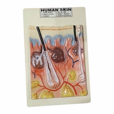 Picture of Human Skin Model on Board
