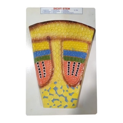 Picture of Dicot Stem Model on Board