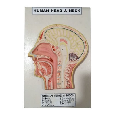 Picture of Model of Human Head and Neck