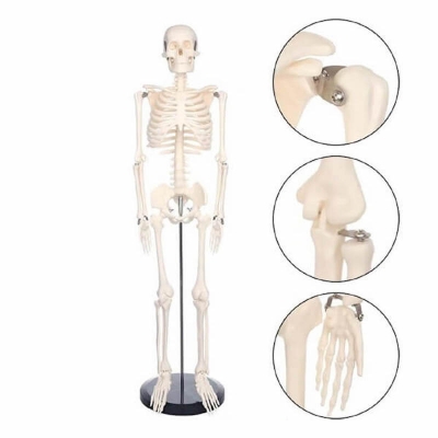 Picture of Human Skeleton 85CM PVC Skeleton