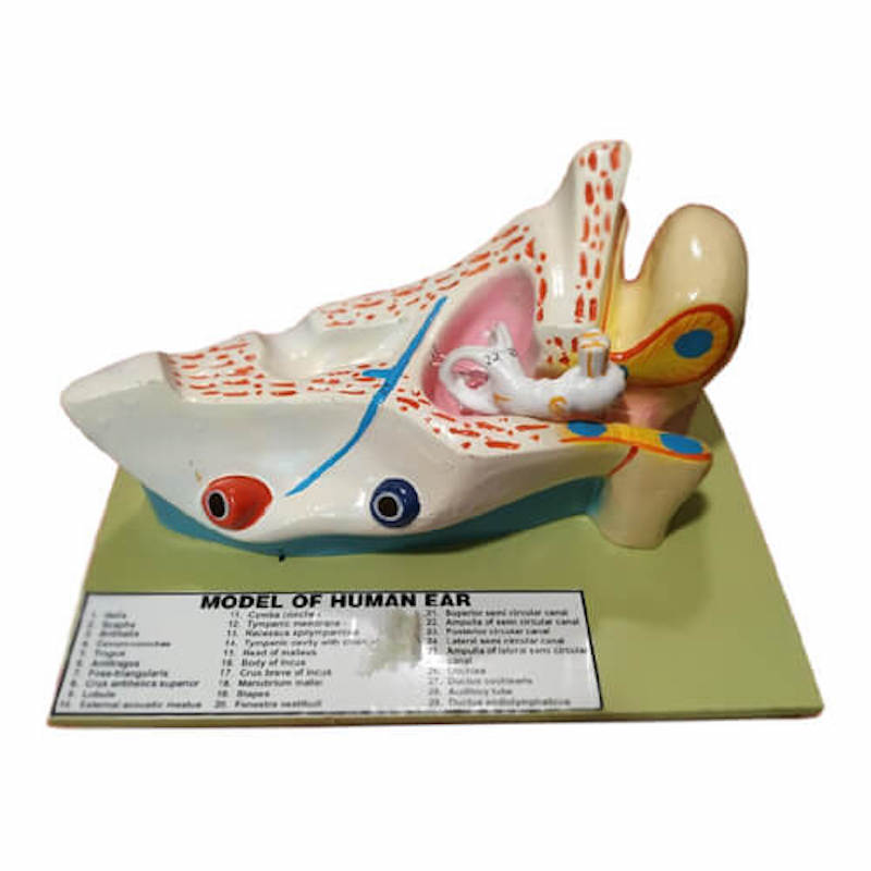 Picture of Human Ear Model-Scientific Ear Model