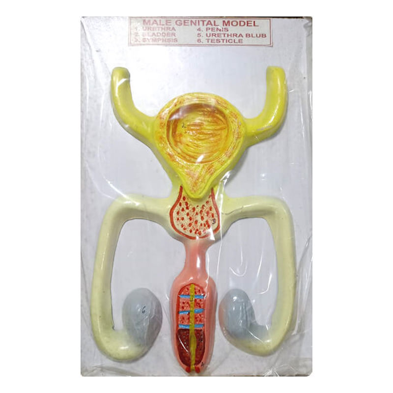 Picture of Male Genital Model for Education