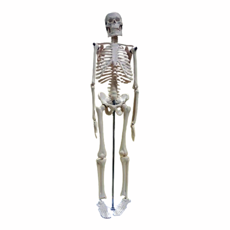 Picture of Small Human Skeleton 42cm China