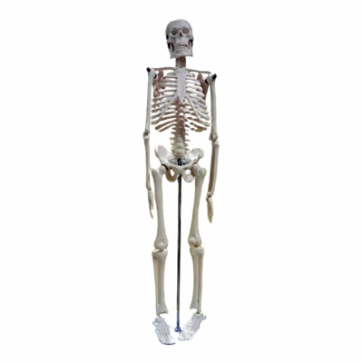 Picture of Small Human Skeleton 42cm China