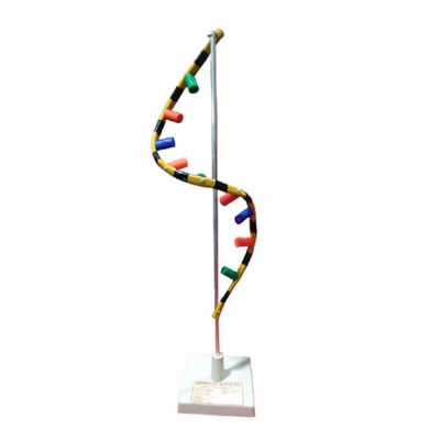 Picture of RNA Model on Stand-Standard Size