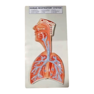 Picture of Model of Human Respiratory System on Board