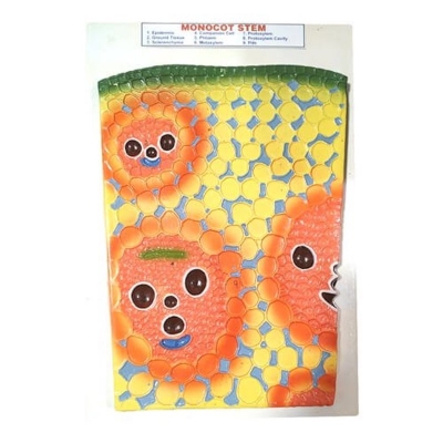 Picture of Monocot Stem Model on Board