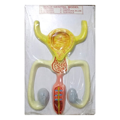 Picture of Male Genital Model for Education