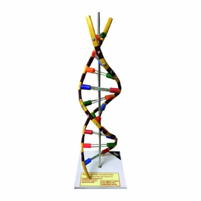 Picture of Artificial DNA Model on Stand
