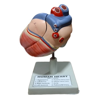 Picture of Human Heart Model
