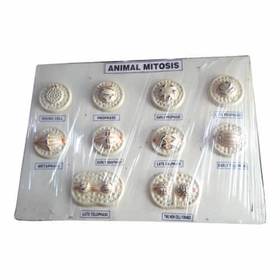 Picture of Animal Mitosis Model On Board