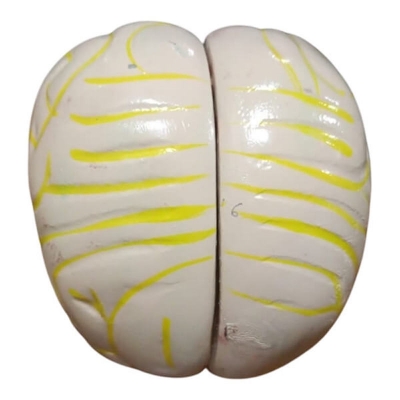 Picture of Human Brain Artificial Model