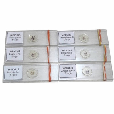 Picture of Meiosis Permanent Slide 1 Set