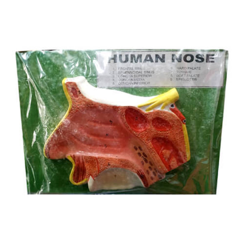 Picture of Human Nose Model On Board