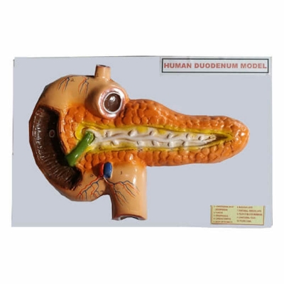Picture of Human Duodenum Model on Board