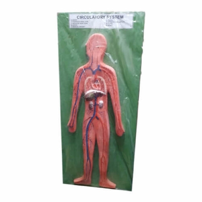 Picture of Human Circulatory System Model