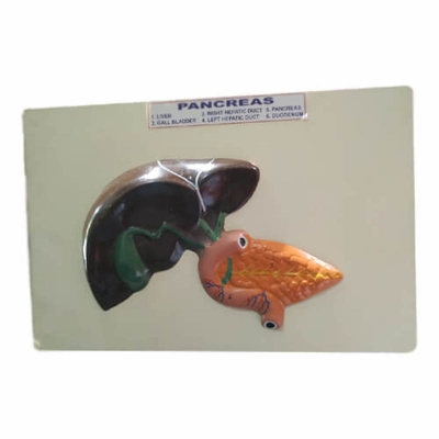 Picture of Model of Pancreas on Board