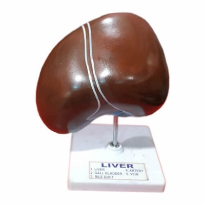 Picture of Model of Human Liver | Anatomical Training Model