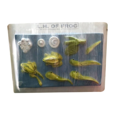 Picture of Life Cycle of Frog Model on Board