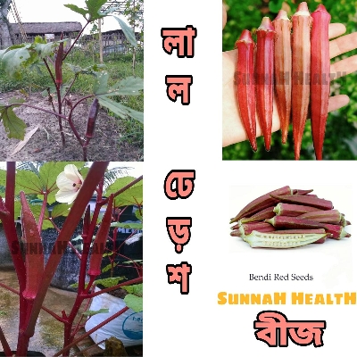 Picture of লাল ঢেড়স বীজ Red Ladies Finger Seeds_Vendi_15 pcs হাইব্রিড