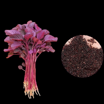Picture of Lal Shak Seeds (Red Amaranthus Spinach) Hybrid 10 gm (5000+)Seeds
