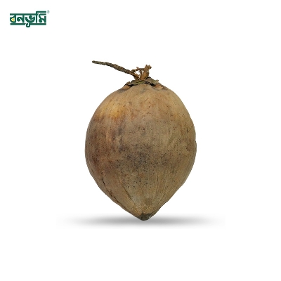 Picture of King Size coconut 1pcs