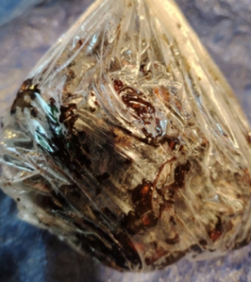 Picture of তেঁতুল- 500g indian