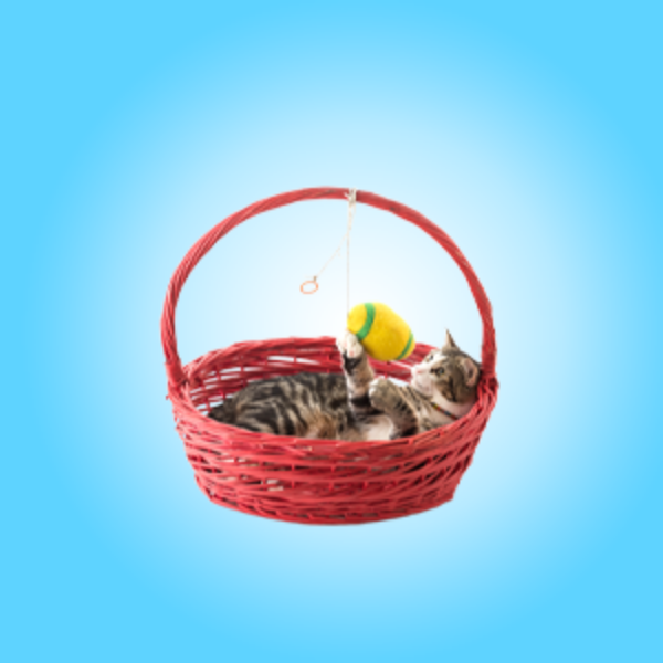 Picture for category Pet Accessories