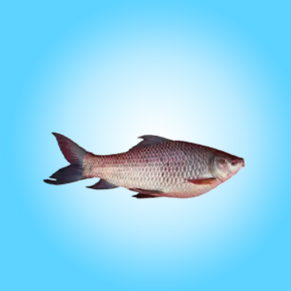 Picture for category Fresh Fish