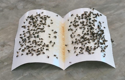 Picture of Fly Trap for Home Fly 3 Pcs( Gold )