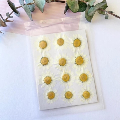 Picture of Dried Pressed white Daisy Flowers White