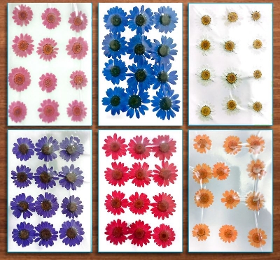 Picture of Dried Daisy Flower For Epoxy Crafting White