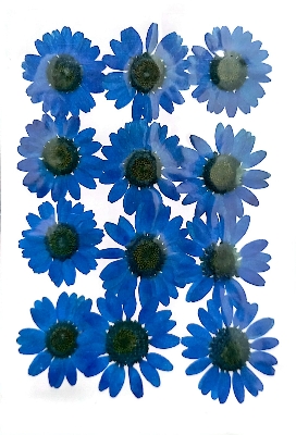 Picture of Dried Daisy Flower For Epoxy Crafting White