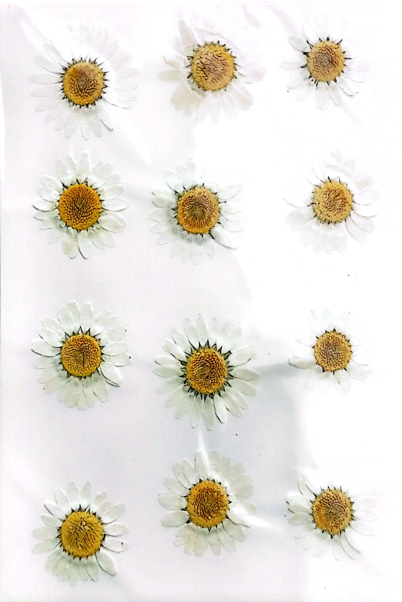 Picture of Dried Daisy Flower For Epoxy Crafting White
