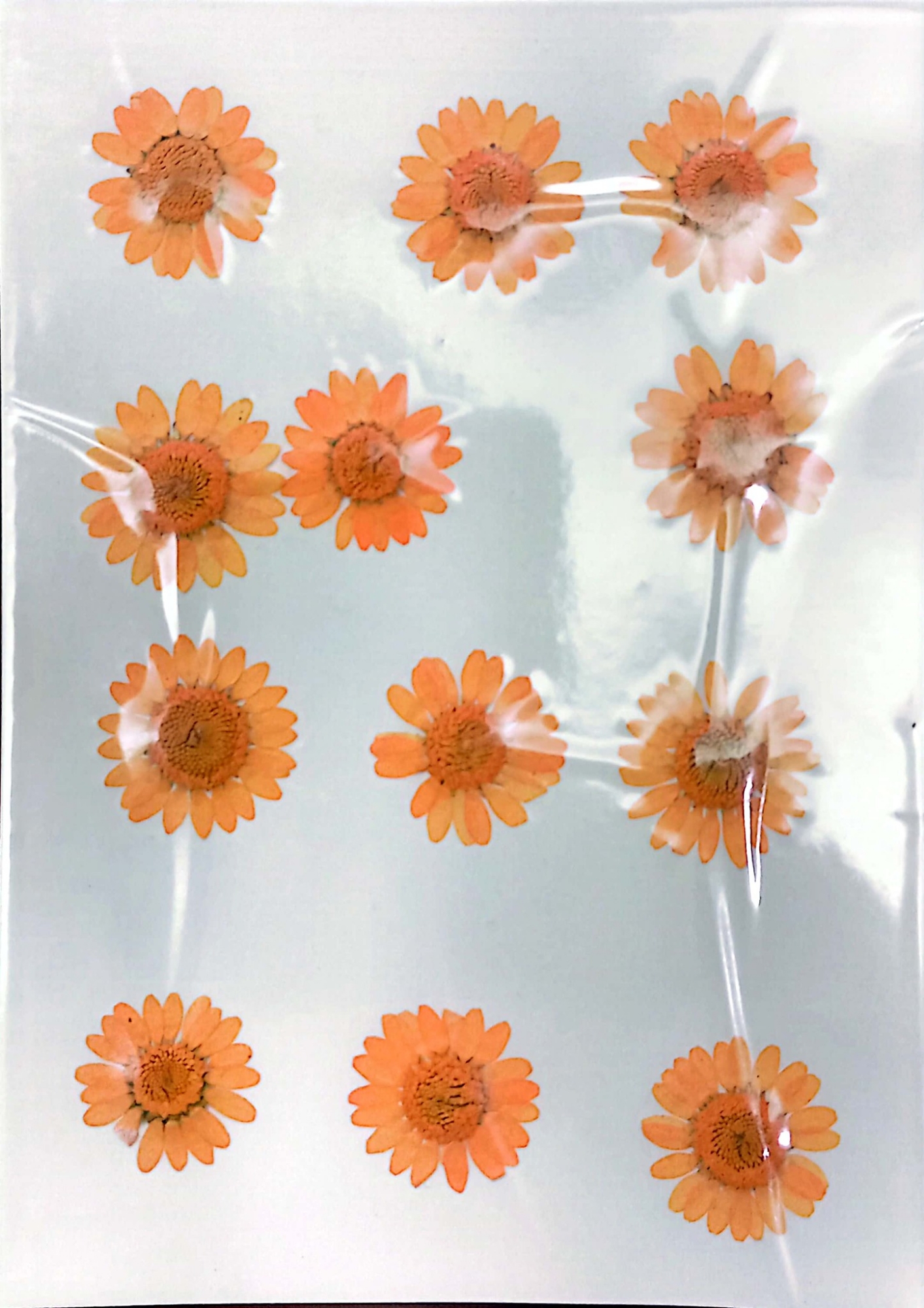 Picture of Dried Daisy Flower For Epoxy Crafting White