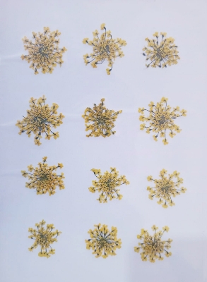 Picture of Majus Flower | Wedding Accessories Party Lace Dried Press Flower Red