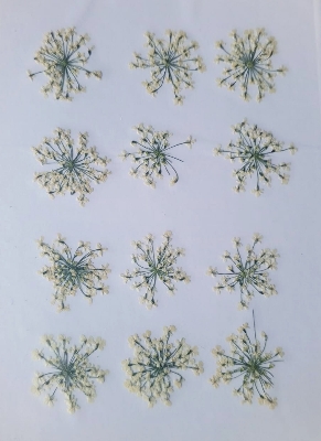 Picture of Majus Flower | Wedding Accessories Party Lace Dried Press Flower Red