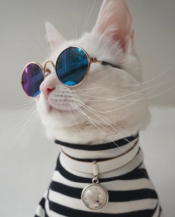 Picture of Cute and Funny Cat Pet Sunglasses